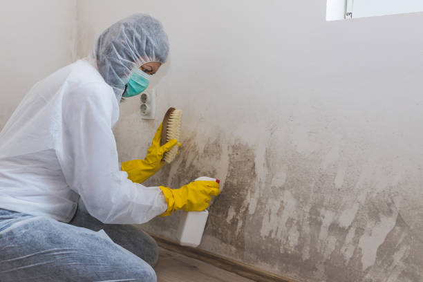 Best Certified Mold Removal  in Butler, IN