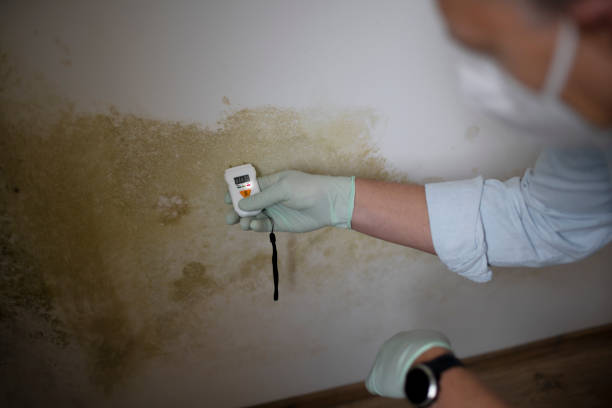 Best Mold Removal and Inspection  in Butler, IN