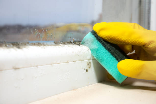 Best Best Mold Removal Companies  in Butler, IN